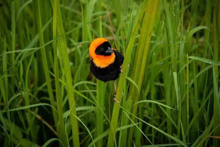 bird in kisumu